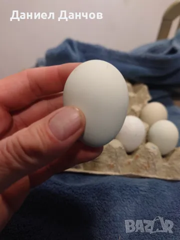 Оплодени яйца от Араукана, снимка 12 - други­ - 48810608