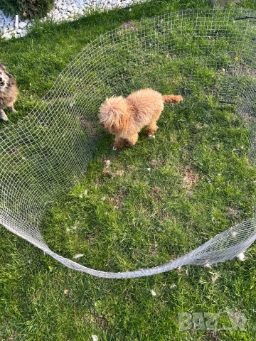 Той Пудел , снимка 3 - Пудели - 50623844