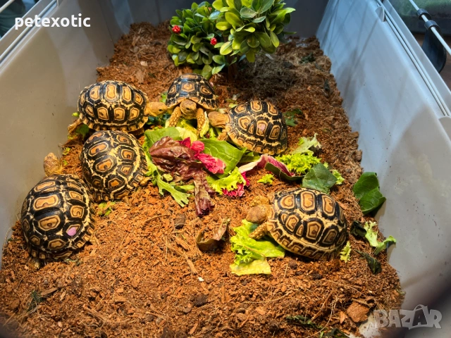 Леопардова Сухоземна Костенурка