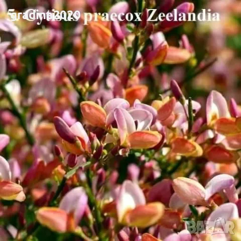 Цитизус - Налични 5 цвята, снимка 5 - Разсади - 35913919