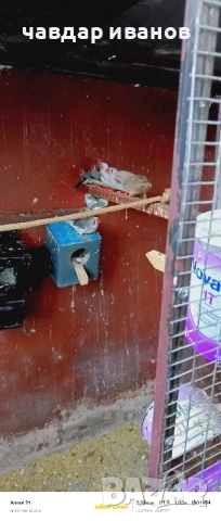 вълнисти папагали, какарики 