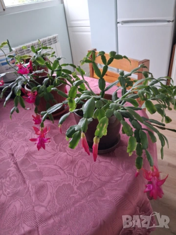 Стайни цветя - Коледничета - три саксии, снимка 2 - Стайни растения - 51444738