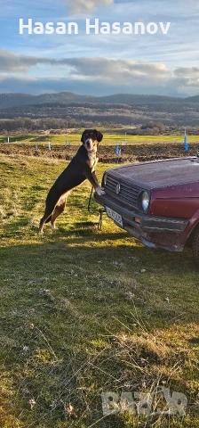 женска на 1г.8м работи на заек и сърни 