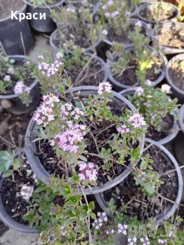 Мащерка,джоджен