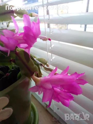  Коледниче розово+керамична саксия с подложка , снимка 7 - Саксии и кашпи - 45505179