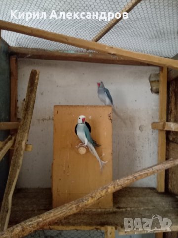 Продавам папагали малък Александър., снимка 2 - Папагали - 40129767
