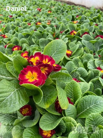 Цветя за 8 - ми март