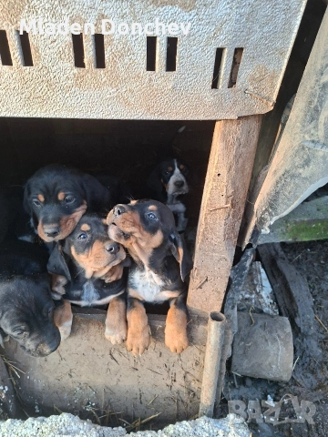 Продавам 4 гончета 