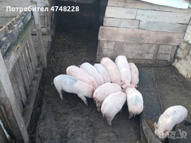 Продава се малки прасета