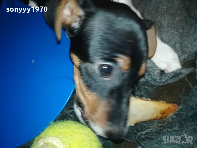 бебе ДЖАК РЪСЕЛ ТЕРИЕР 2111251016