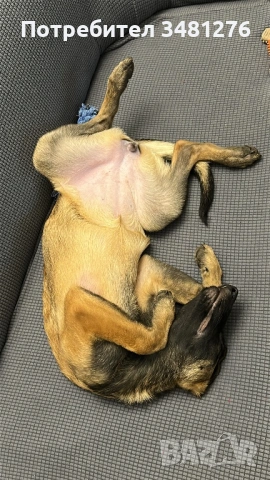 Белгийска Овчарка-Малиноа , снимка 4 - Белгийска овчарка - 53631744