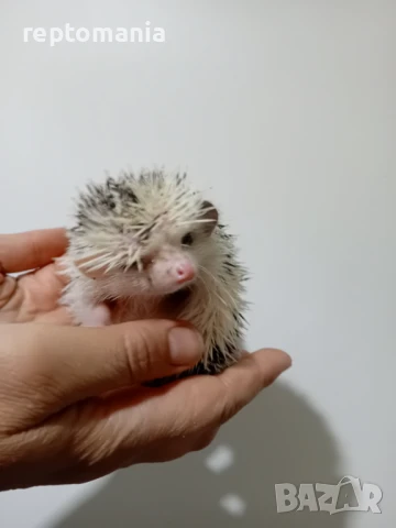 Африкански таралеж, снимка 1