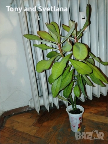 Каучуково дърво (Euphorbia Synadenium) - саксийно растение. , снимка 7 - Стайни растения - 51625139