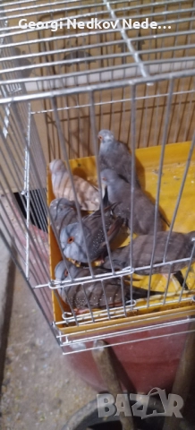 Продавам диамантени гугутки , снимка 3 - други­ - 51630459