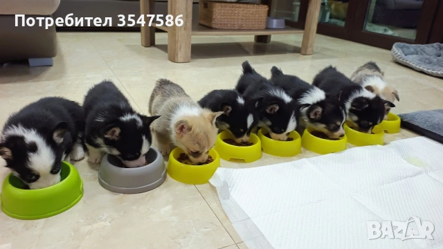 Кученца Уелско корги пембрук – приемат се резервации