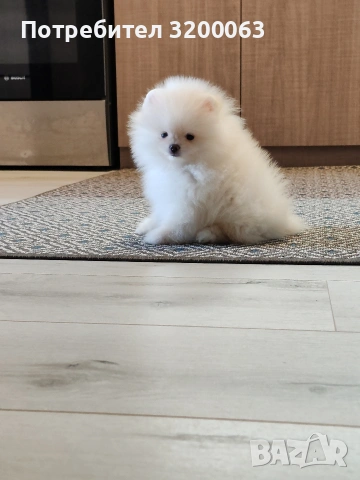 Померан мини мъжко , снимка 7 - Померан - 53078123
