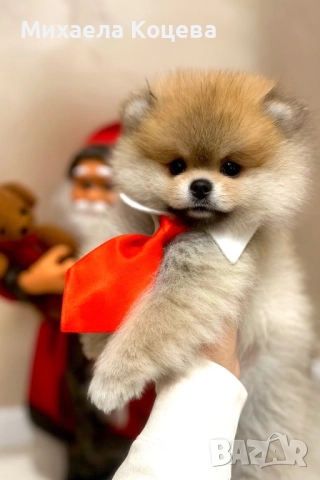 Мини Померани 