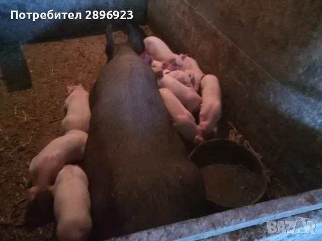 Малки прасенца