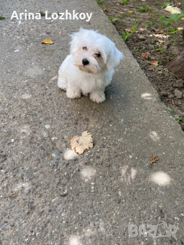 Малтийски кученца