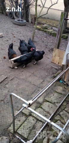 Кокошки и петел Австралорп, снимка 6 - Кокошки и пуйки - 53276015