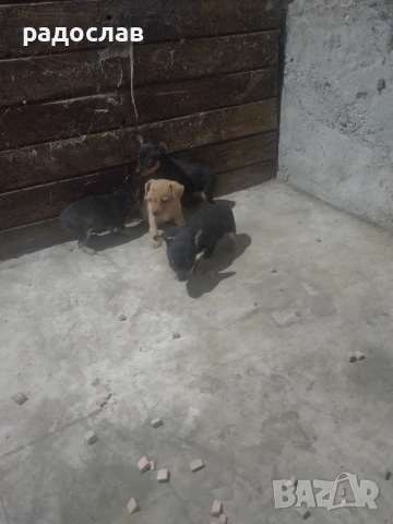 мини пинчери, снимка 1