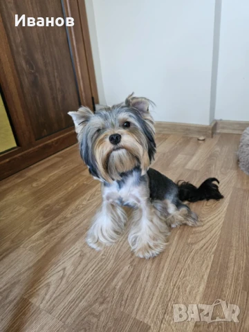 Йоркширски териер Мъжки , снимка 1