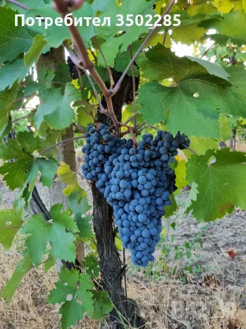 Продава грозде сорт Мавруд