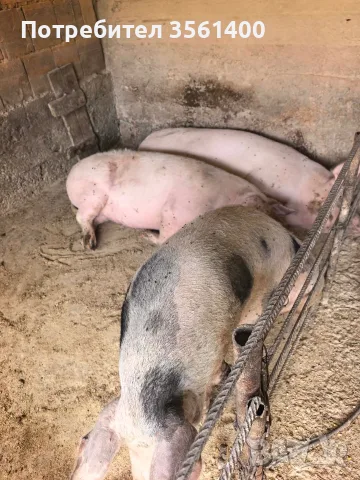 Продавам женски заплодени прасета 