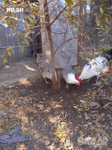 Фризийска чайка -разплодни яйца .Единствени в България ,снасящи над 220яйца и много много красиви, снимка 3 - други­ - 47957417