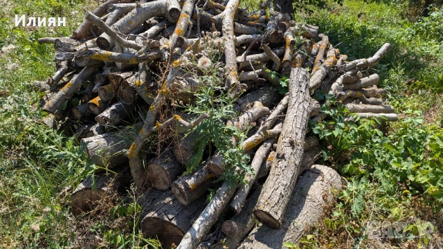 Орехово дърво 7 м + клони – с. Мерданя , снимка 9 - Строителни материали - 51240563