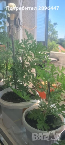 Индрише, много ароматно, разклонено, снимка 10 - Градински цветя и растения - 45320151