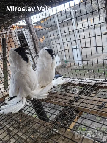 шмалкалденски монахини