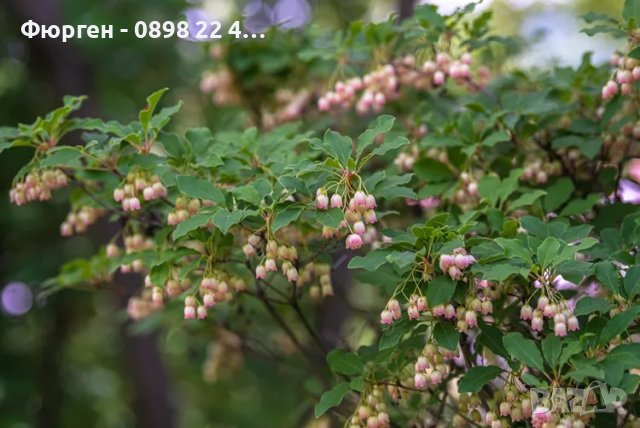 Енкиантус/ Enkianthus Campanulatus