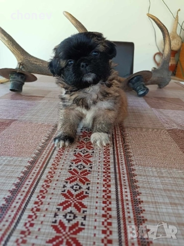 пекинез бебета малки, снимка 4 - Пекинез - 52072180