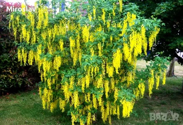 Златен дъжд (Laburnum anagyroides), снимка 4 - Градински цветя и растения - 50253808