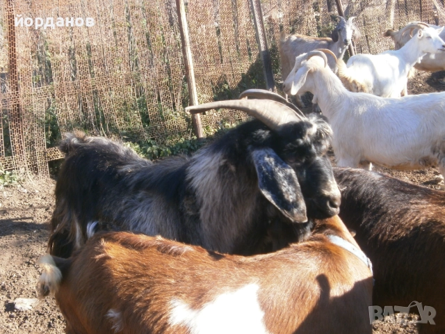 Свободен козел, снимка 3 - Кози - 52447766