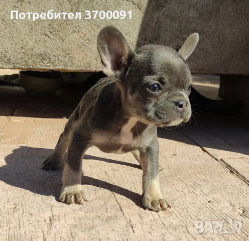 френски булдог , снимка 1