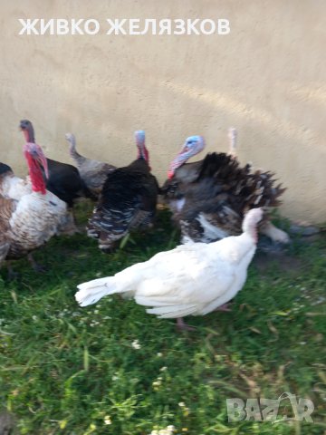  ПРОДАВАМ  ДОМАШНО ГЛЕДАНИ  ПУЙКИ ОТ 6 ПОРОДИ, снимка 15 - Кокошки и пуйки - 40039163