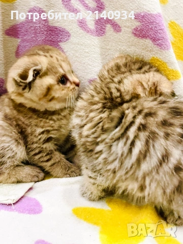 Британски и шотландски котенца. Златни и сръбрени чинчили, снимка 2 - Британска късокосместа - 53060932