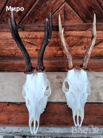 Трофей от сръндаци.Рога.2бр, снимка 2 - Други - 50266079