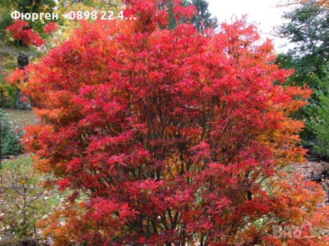 Енкиантус/ Enkianthus Campanulatus, снимка 2 - Разсади - 40935087