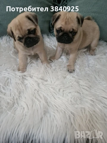 Бебенца мопс , снимка 1