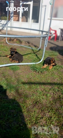 Малки Немски Овчарки, снимка 14 - Немска овчарка - 52824581