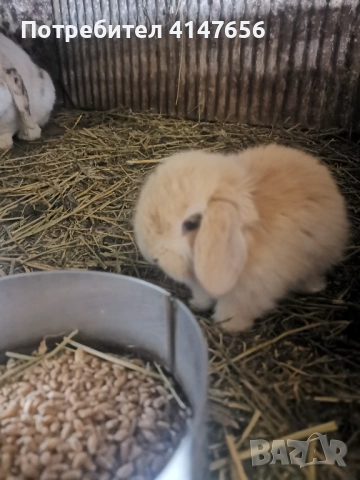 Декоративни мини зайчета, снимка 11 - Декоративни зайчета - 46431929