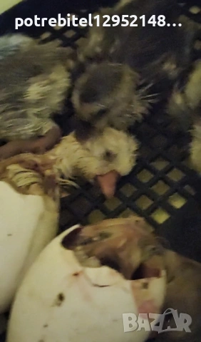 Яйца от СЕЛСКИ гъски-2 Евро броя, снимка 9 - други­ - 53654230