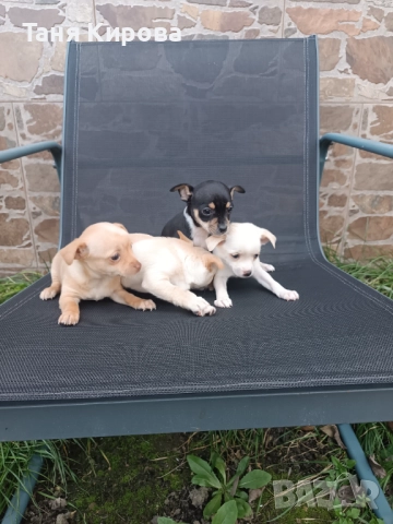 Малки пинчерчета, снимка 4 - Пинчер - 52975157