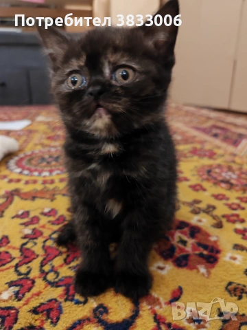 късокосмести Британски котета, снимка 3 - Британска късокосместа - 53731275
