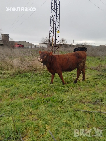 женско теле на 10 месеца 