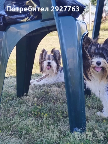 Йоркширски териер бивер, снимка 10 - Йоркширски териер - 53721743