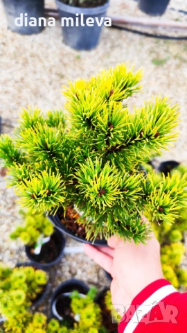 Pinus mugo Dezember gold(Клек Декемврийско злато), снимка 6 - Градински цветя и растения - 52113275